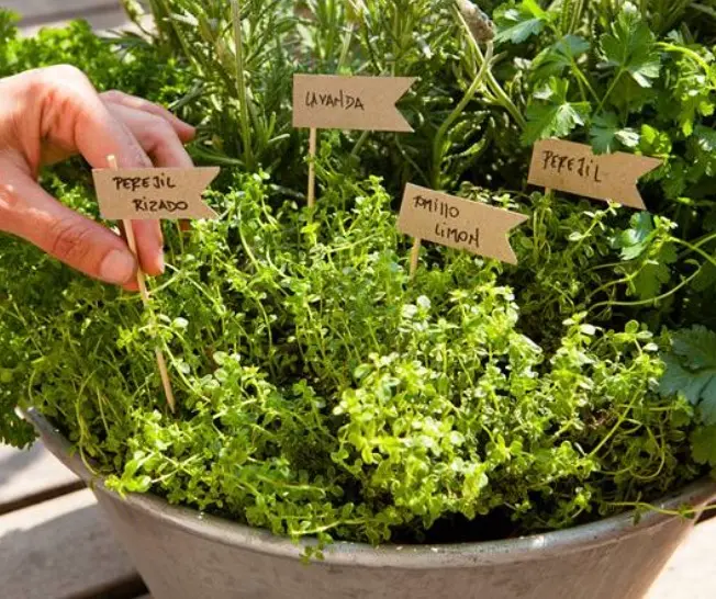 Jardín medicinal con plantas curativas caseras